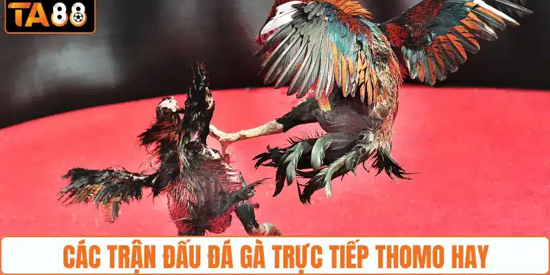 Các trận đấu đá gà trực tiếp Thomo hay