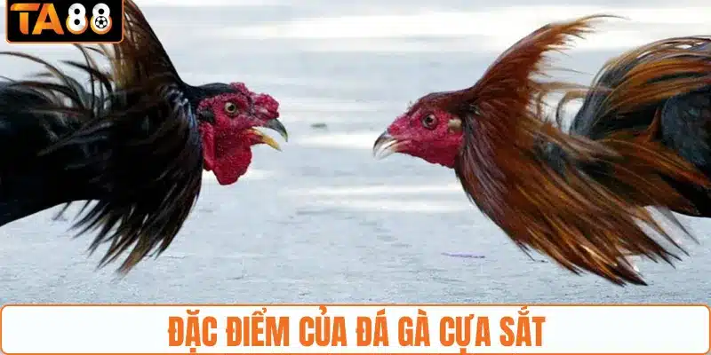 Đặc điểm nổi bật của thể loại đá gà cựa sắt 