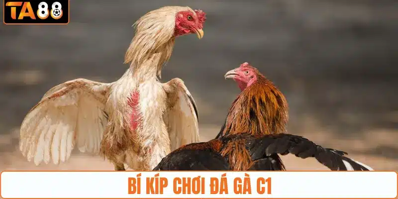 Những bí kíp chơi đá gà C1 ở TA88