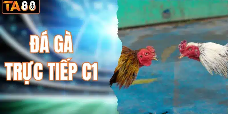 Đá gà trực tiếp C1